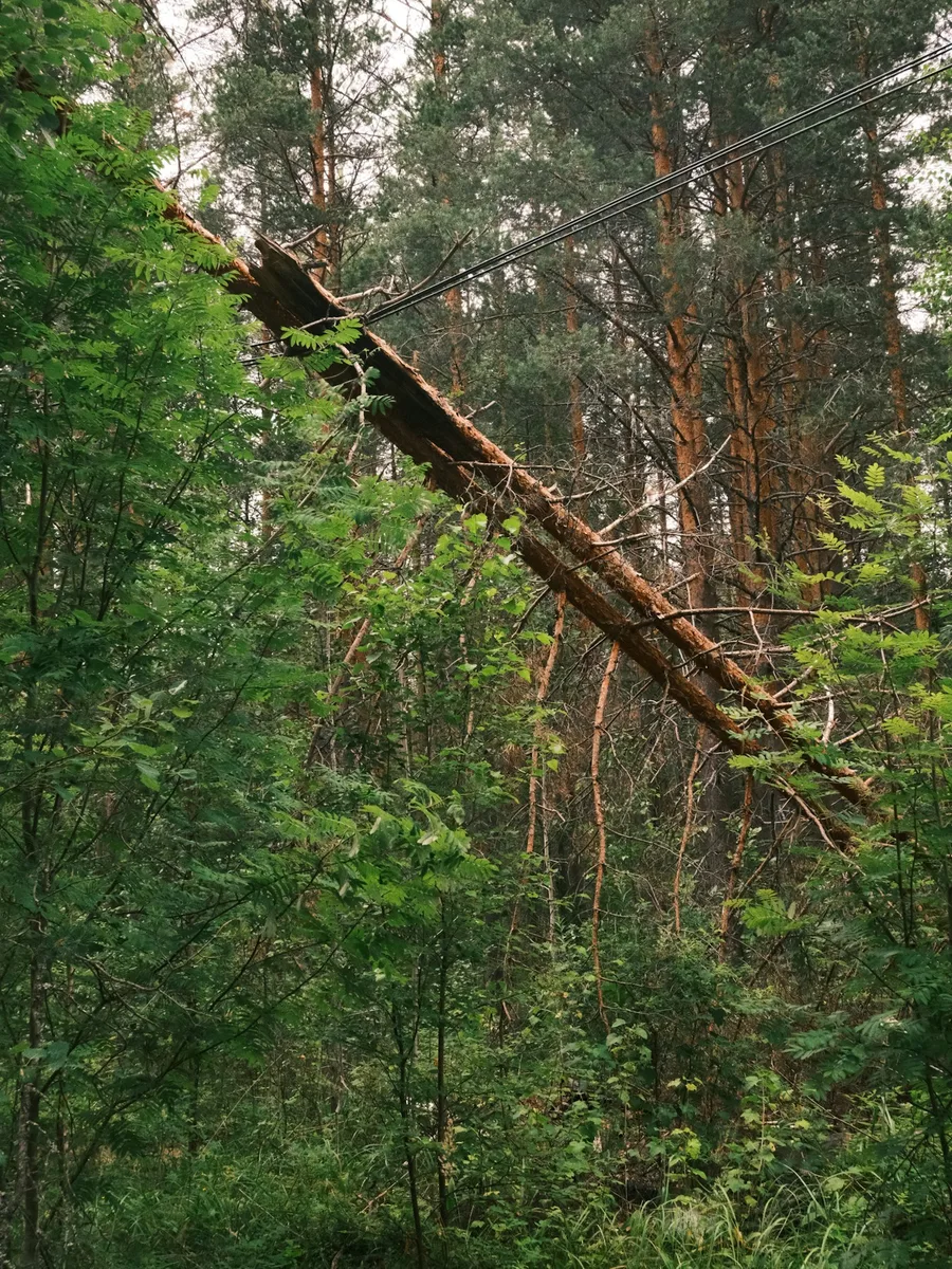 Un tronc d'arbre tombé sur des lignes électriques en forêt