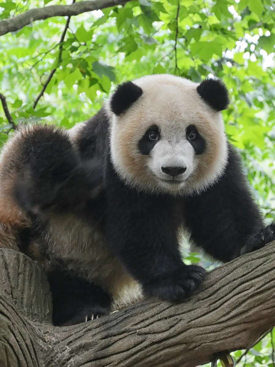 Un panda géant regarde l'objectif, installé sur une grosse branche d'arbre au milieu du feuillage.