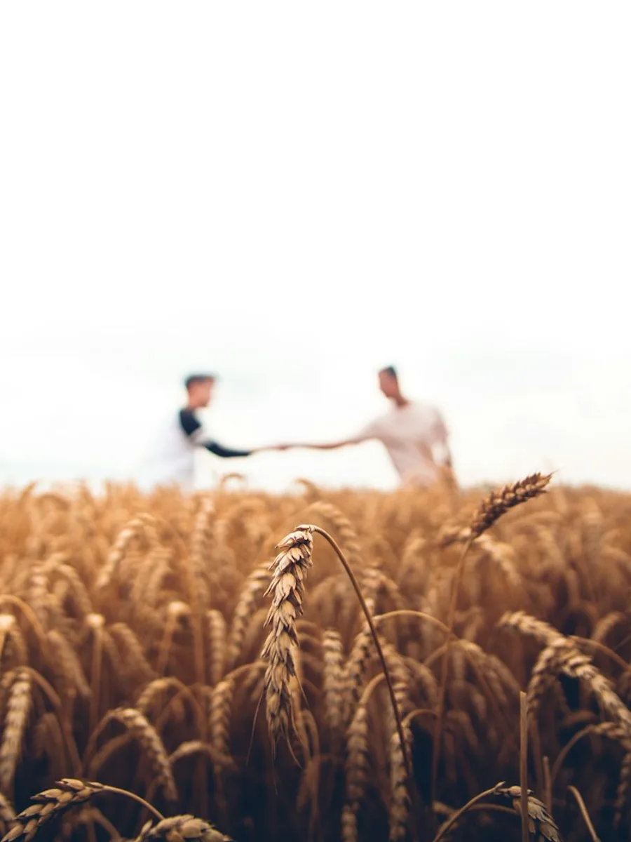 Des épis de blé dans un vaste champ cultivé
