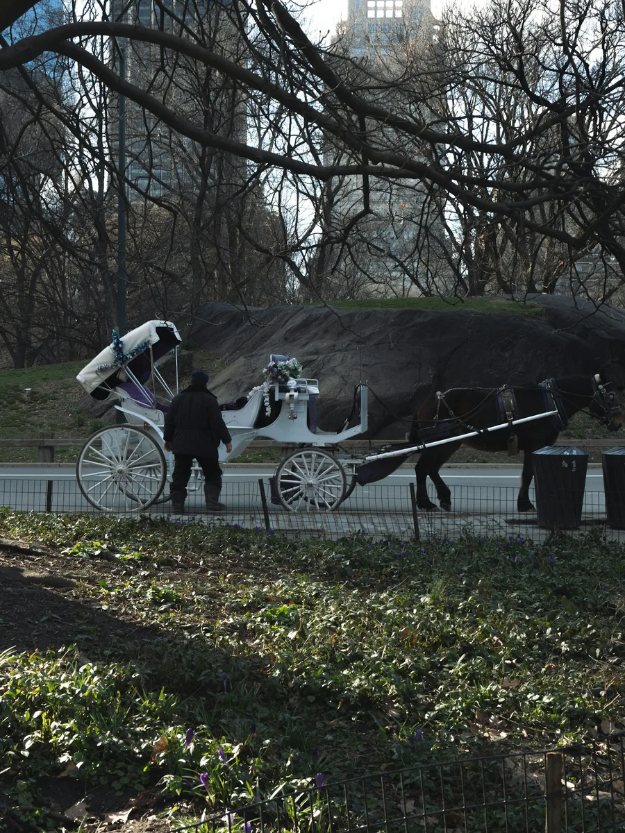 Une calèche tirée par un cheval sur une allée de Central Park, sous les arbres