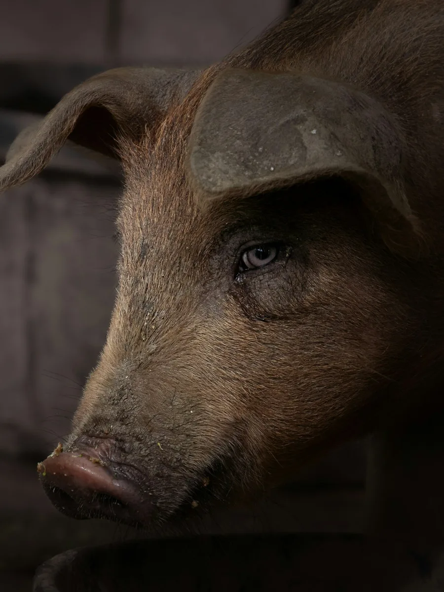 Gros plan sur la tête d'un porc dans un bâtiment d'élevage