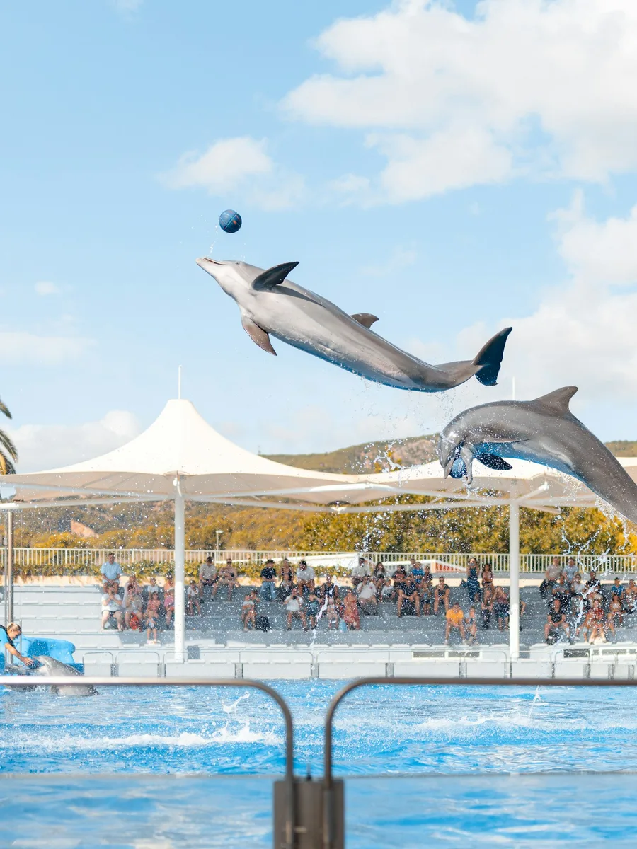 Un dauphin bondit hors de l'eau vers un ballon, devant les gradins d'un parc aquatique.